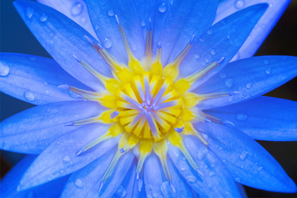 Closeup Photography of Blue Petaled Flower